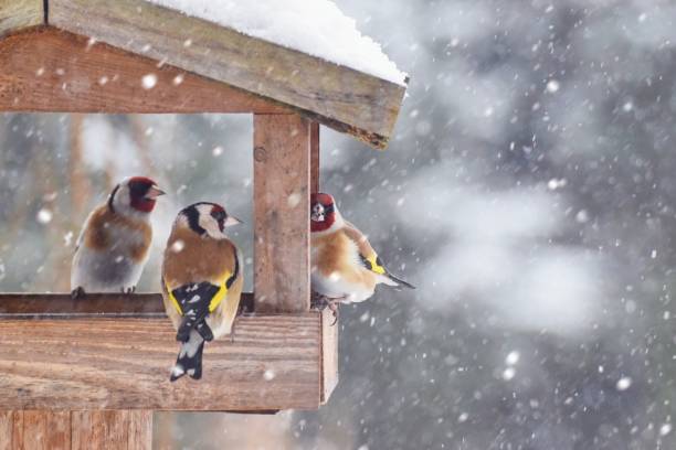 Beautiful winter scenery with European Finch birds in the bird house within a heavy snowfall Beautiful winter scenery with European Finch birds in the bird house within a heavy snowfall gold finch photos stock pictures, royalty-free photos & images