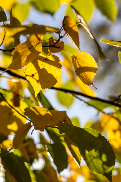 istock Autumn background with different colour leaves 1186277901