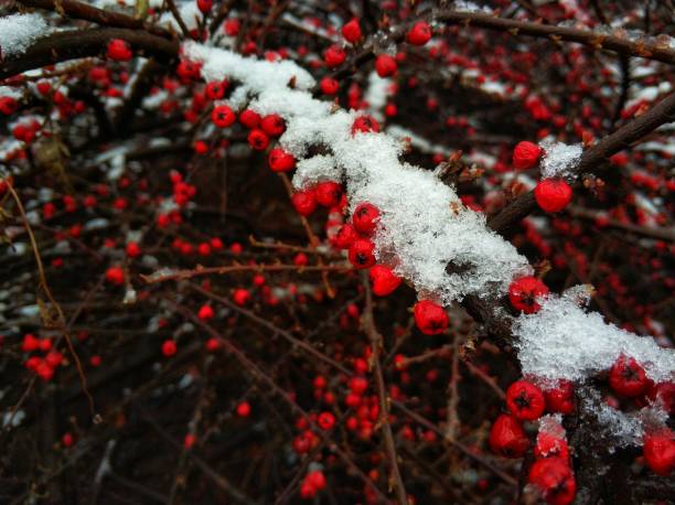 istock Snowflakes fall on the bushes with red fruits 1186277991