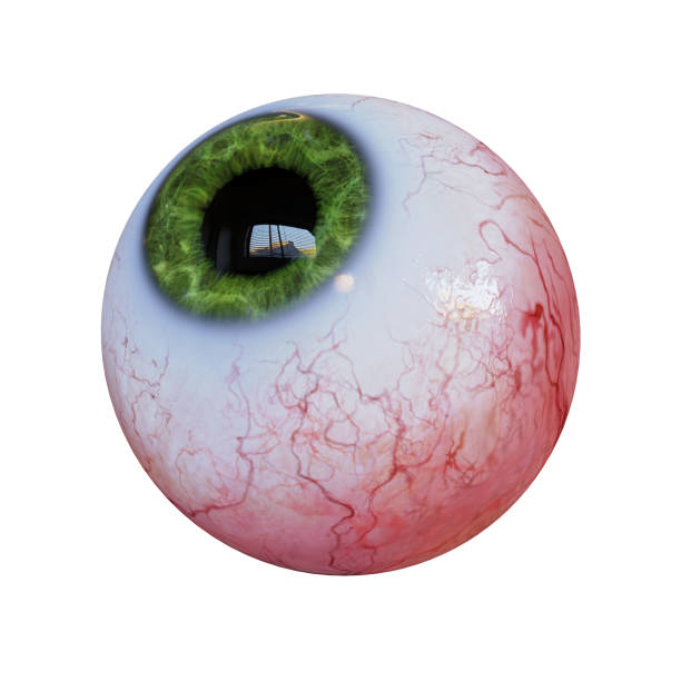 istock human eyeball with green iris looking up, isolated on white background 1186278234