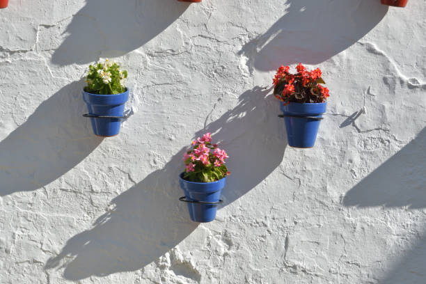 istock Pots with flowers in a whitewashed wall a sunny day 1186278267