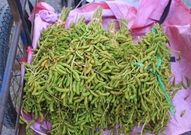 istock Bundle of Green soybeans. Edamame seeds. 1186280164