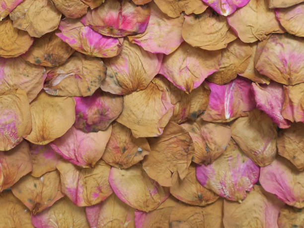 istock collection of brown dried rose petals forming a pattern 1186280277