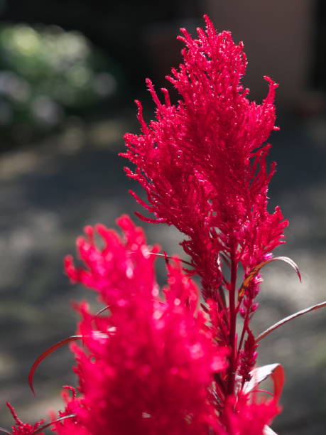 istock Isolated Celosia argentea or red cockscomb in autumn in Tokyo 1186280505
