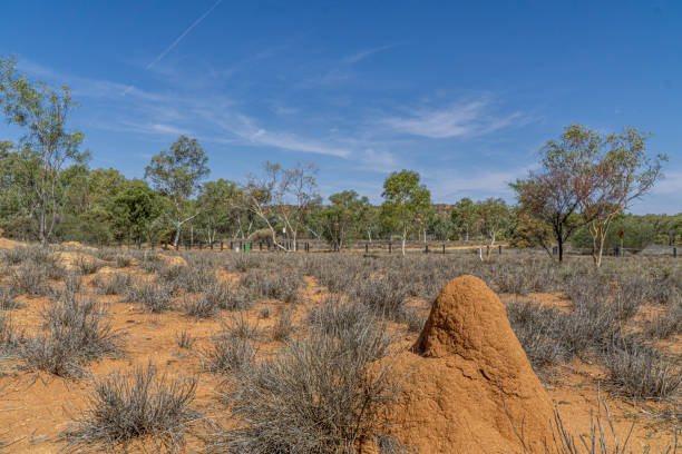 In the foreground is a huge termite heap in the Australian desert. In the foreground is a huge termite heap in the Australian desert. termite mound stock pictures, royalty-free photos & images