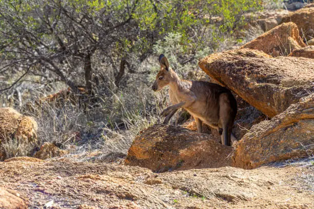 Photo of in the outback in Australia a kangaroo looks carefully under a rock into the camera