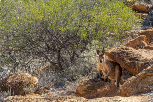 Photo of in the outback in Australia a kangaroo looks carefully under a rock into the camera