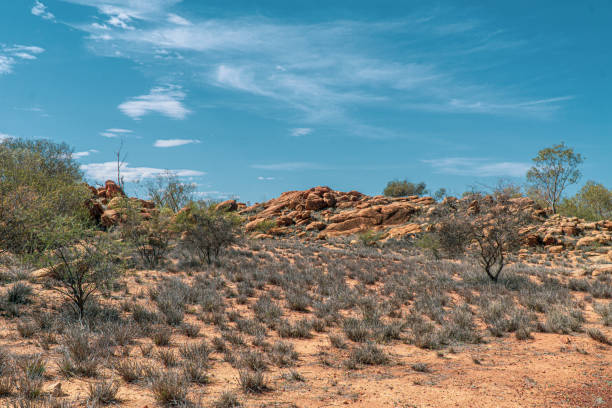 no outback australiano alguns arbustos secos e as gramas estão no deserto - northern territory australia beach wilderness area - fotografias e filmes do acervo