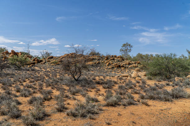 no outback australiano alguns arbustos secos e as gramas estão no deserto - northern territory australia beach wilderness area - fotografias e filmes do acervo