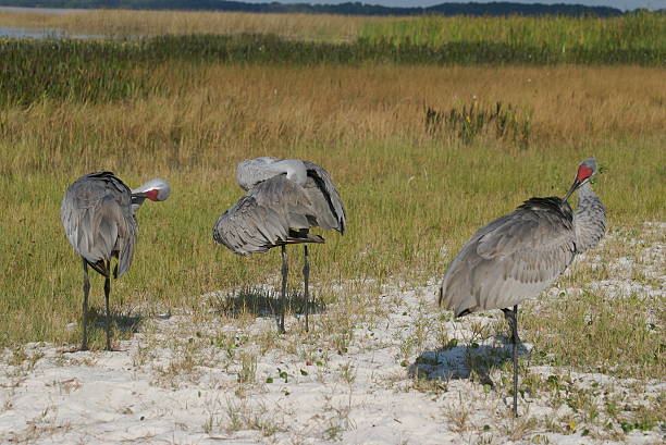 Three cranes preening stock photo