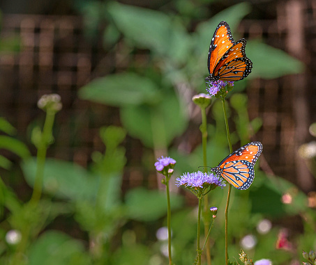 Two Queen Butterflies on Purple Nectar Flowers in Arizona Desert