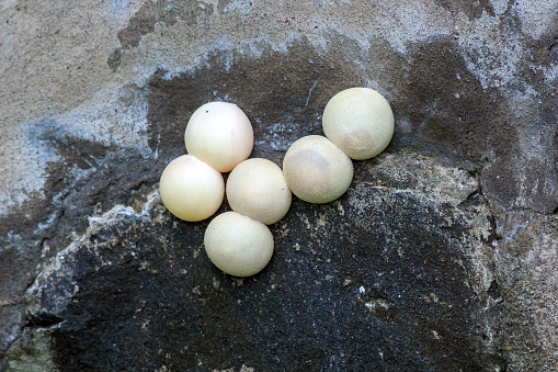 Laying Tokay Gecko white eggs on stone wall. Lizards nest
