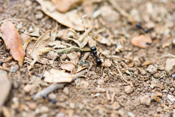 istock Ants work on the ground near den 1186287956