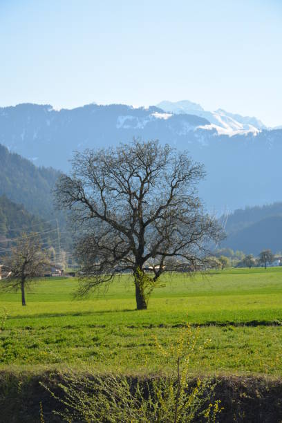 Lonely single tree stands without leaves in the fall. Green grass is around the tree, and a mountain behind it.