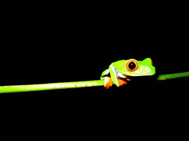 istock nicaragua now 1186290027