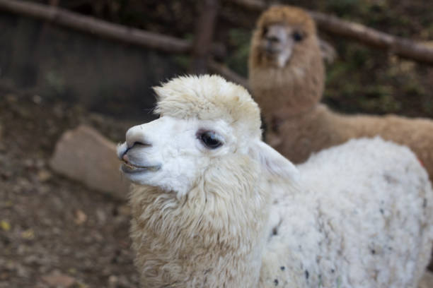 istock Cute alpaca on the farm. funny animals 1186290070