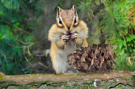 Striped funny chipmunk with full cheeks eating cedar nuts from pine cone on tree trunk and procures food for winter. Portrait of cute rodent close up on blurred forest background. Forest wildlife