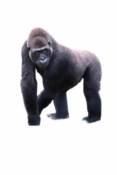 Photo of young male silverback gorilla walking on all fours.