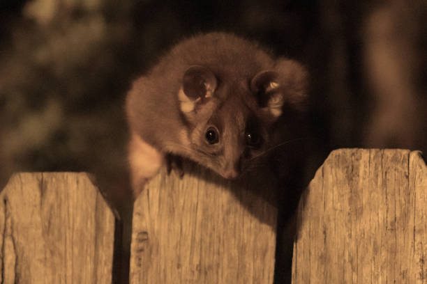 istock Juvenile Ringtail Possum on fence in the dark 1186291261