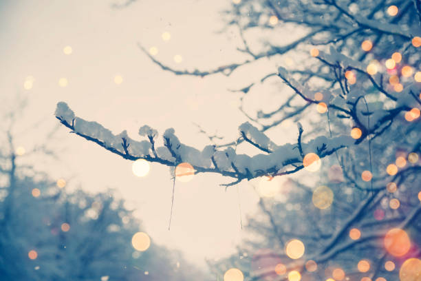Snowy branch with defocused lights