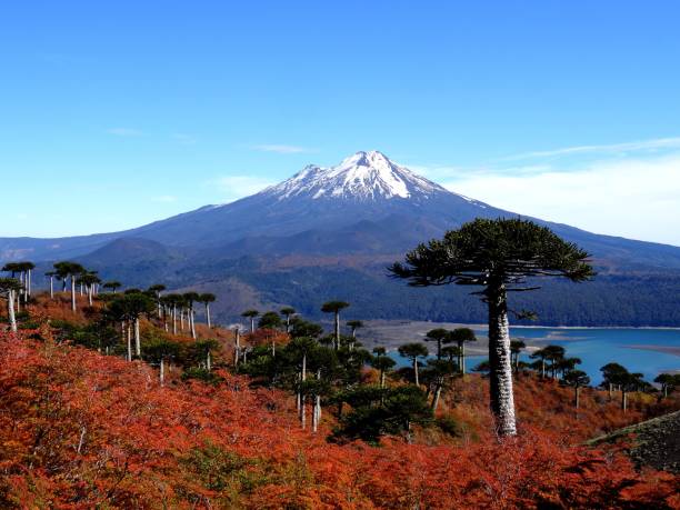 chile aracauria autumn park