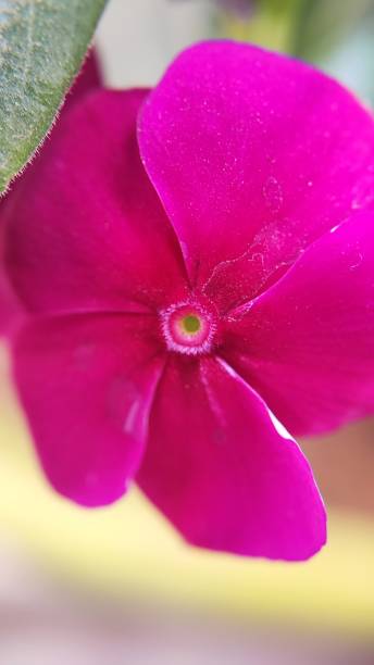 istock Closeup Periwinkle Pink flower Head shot 1186298772