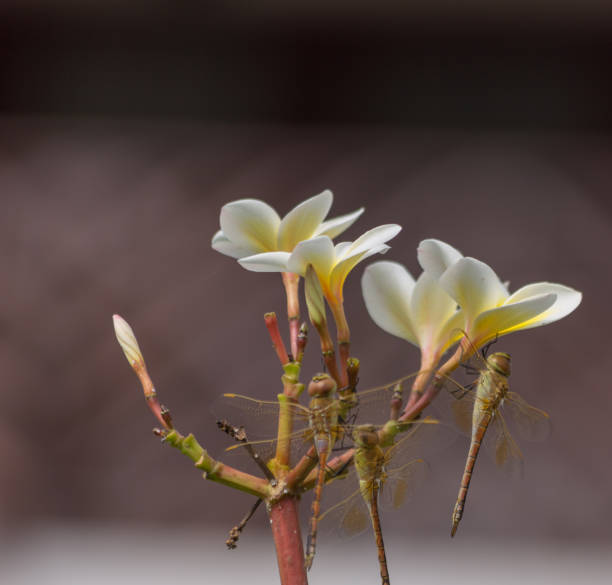 istock dragonfly beetles and plumeria flowers 1186298960