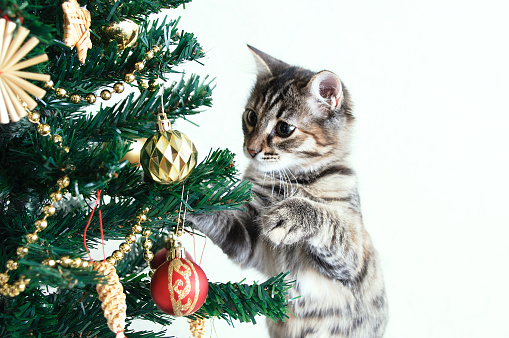 Little gray kitten plays with Christmas balls at the Christmas tree.