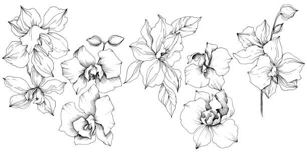 Vector tropische Orchideenblüten. Florale botanische Blume. Isoliertes Illustrationselement. Vektor-Wildblume für Hintergrund, Textur, Wrappermuster, Rahmen oder Rahmen.