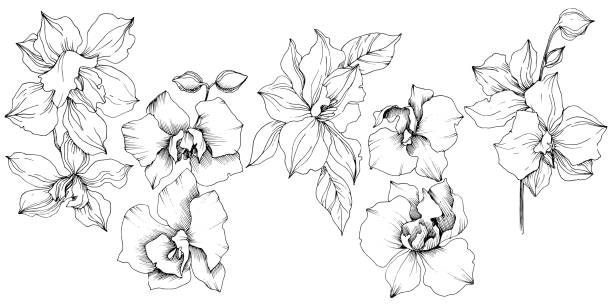 ilustraciones, imágenes clip art, dibujos animados e iconos de stock de flores vectoriales de orquídeas tropicales. elemento de ilustración aislado. - decoración objeto