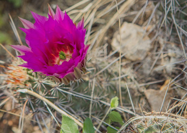 flor de cactus rojo en el desierto de arizona - cactus blooming southwest usa flower head fotografías e imágenes de stock