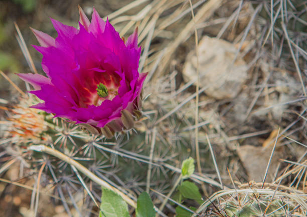 Single prickly pear cactus flower. Northern Arizona. Southwest US.