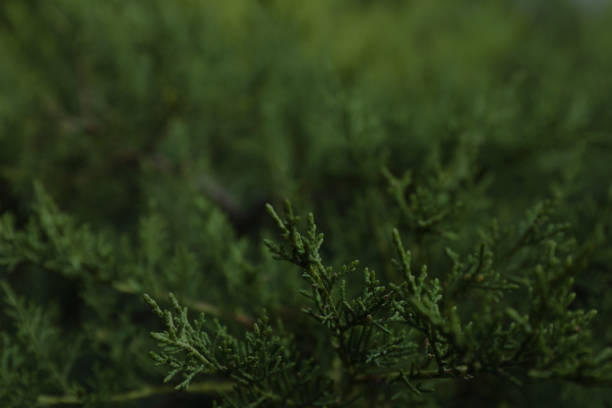 istock Thuja branches on whole background, close up and space for text 1186301492