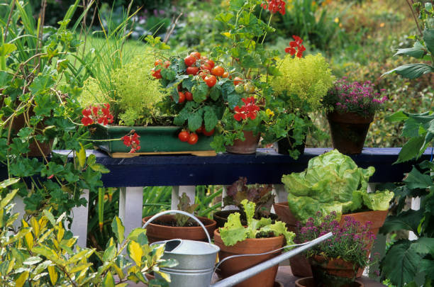 Flowers on Balcony aromatic plants and tomatoes in pot balcony stock pictures, royalty-free photos & images