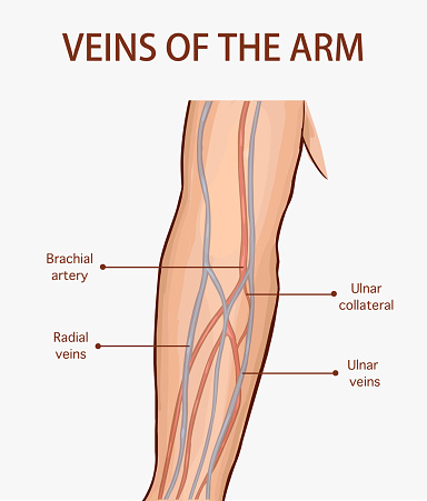 Vector illustration of a veins of the arm