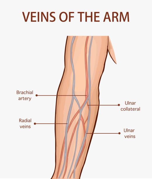 Vector illustration of a veins of the arm vector art illustration