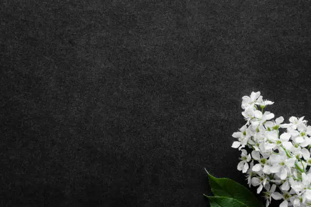 Photo of Fresh flowers branch of white bird cherry on dark black background. Condolence card. Empty place for emotional, sentimental text, quote or sayings. Top down view.