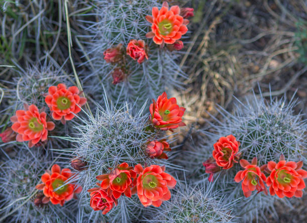 naranja arizona cactus flores en el desierto - cactus blooming southwest usa flower head fotografías e imágenes de stock