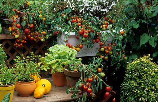 Lycopersicon esculentum / Tomate cerise 'Tumbler' / Lactuca sativa / Laitue / Mentha sp. / Menthe