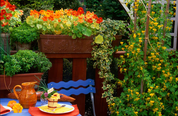 Flowers on Balcony Yellow and orange flowers nasturtium stock pictures, royalty-free photos & images