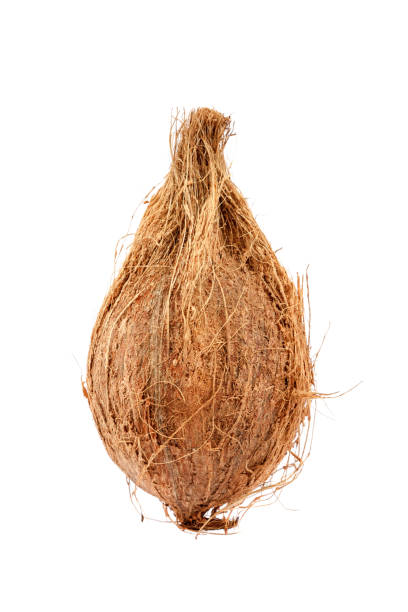 istock Coconut close-up isolated on a white background. 1186306330