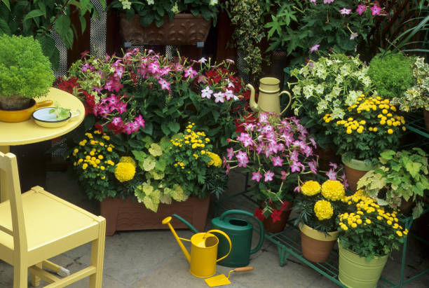 fleurs sur le balcon - french marigold photos et images de collection