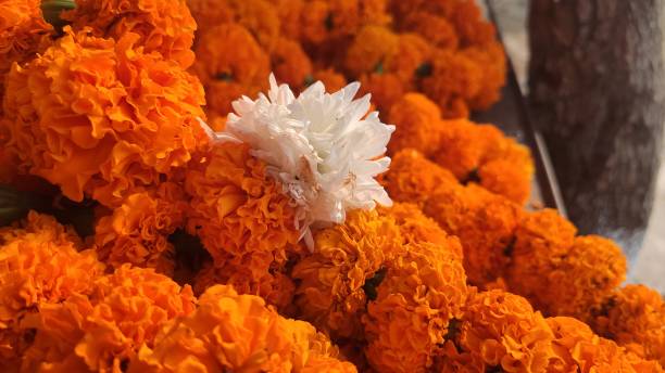 istock Close up Marigold Flower garland background 1186309566