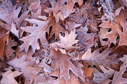 blurred frosty autumn leaves