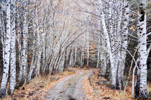 Dirt road in birch tree grove