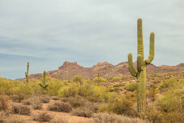 istock Mountains, Cactus and Desert in Arizona 1186313159