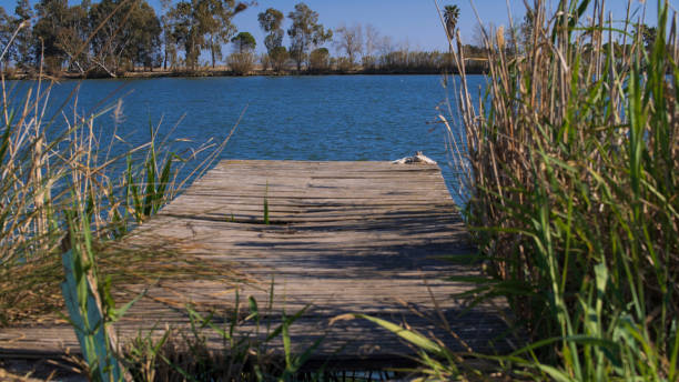 istock Wild nature in an old pier at Ebro river 1186314858