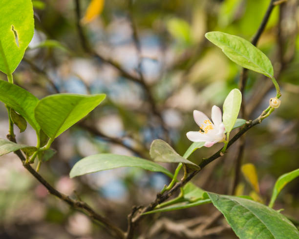 istock Blooming pink and white lime flowers on a lemon tree branch 1186316192