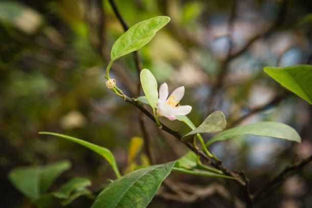 istock Blooming pink and white lime flowers on a lemon tree branch 1186316246