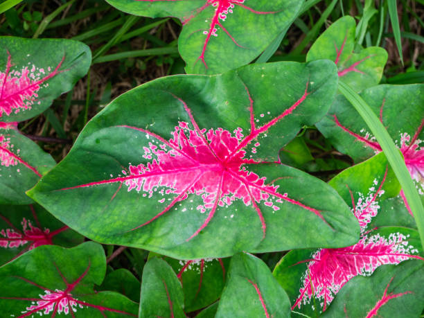 istock Leaf of a green plant with a red middle 1186316406